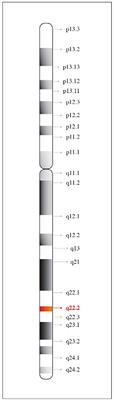 Precision Healthcare of Type 2 Diabetic Patients Through Implementation of Haptoglobin Genotyping